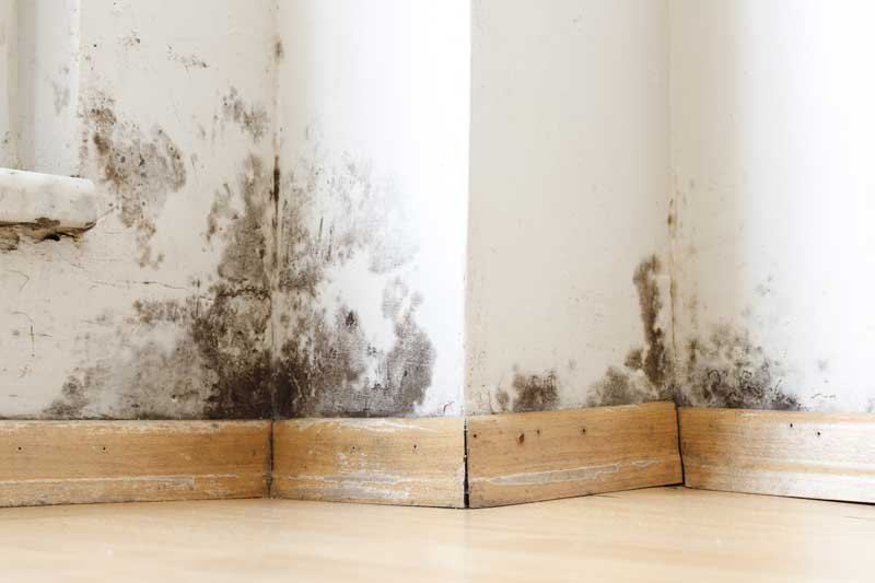 black mold on wall
